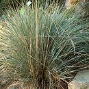 Helictotrichon parlatorei (owsica Parlatorego)