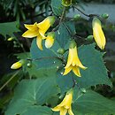 Kirengeshoma palmata (kirengeszoma dłoniasta)