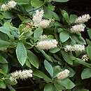 Clethra (orszelina)