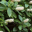 Clethra alnifolia (orszelina olcholistna)