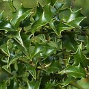 Ilex bioritsensis