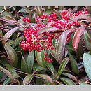 Viburnum henryi (kalina Henry'ego)