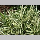 Pogonatherum paniceum (pogonaterum wiechowate)
