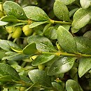 Buxus microphylla Green Pillow