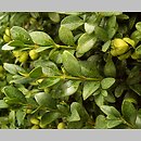 Buxus microphylla (bukszpan drobnolistny)