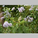 Ceanothus ×delilianus (prusznik niebieski)