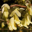 Corylopsis pauciflora (leszczynowiec skąpokwiatowy)
