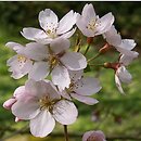 Prunus sargentii (wiśnia Sargenta)