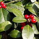 Gaultheria (golteria)