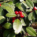 Gaultheria procumbens (golteria pełzająca)