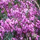 Erica carnea Praecox Rubra