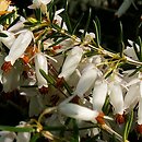 Erica carnea Springwood White