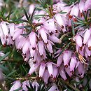 Erica carnea Springwood Pink