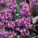 Erica carnea (wrzosiec czerwony)