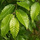 Carpinus orientalis (grab wschodni)