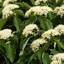 Cornus controversa (dereń pagodowy)