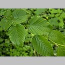 Carpinus japonica (grab japoński)