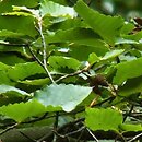 Fagus crenata (buk karbowany)