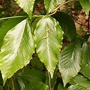 Fagus grandifolia (buk amerykański)