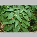 Carpinus tschonoskii (grab Czonoskiego)