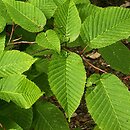 Carpinus cordata (grab sercowaty)