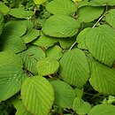Corylopsis platypetala (leszczynowiec szerokopłatkowy)