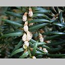 Torreya nucifera (czwórczak orzechowy)