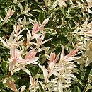 wierzby (Salix) uprawiane