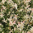 Salix integra (wierzba całolistna)