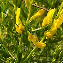 Genista lydia (janowiec lidyjski)