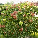 Aesculus pavia (kasztanowiec krwisty)