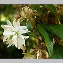 Prunus glandulosa (wiśnia gruczołkowata)
