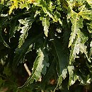Acer palmatum Shishigashira