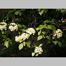Viburnum prunifolium (kalina śliwolistna)