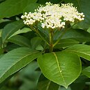 Viburnum nudum var. cassinoides (kalina białojagodowa)