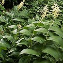 Smilacina racemosa (majówka groniasta)