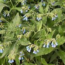 Symphytum grandiflorum (żywokost wielkokwiatowy)
