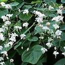 Vancouveria hexandra (wankuweria sześciopręcikowa)