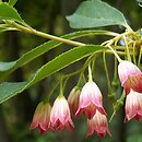 Enkianthus cernuus