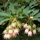 Enkianthus subsessilis (enkiant szeroki)