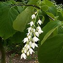 Styrax obassia (styrak okrągłolistny)