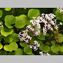 Syringa wardii