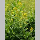 Sisymbrium luteum