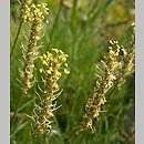 Plantago holosteum