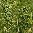 Plantago sempervirens (babka wieczniezielona)