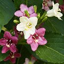 Weigela coraeensis (krzewuszka wielkokwiatowa)