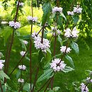 Phlomis (żeleźniak)