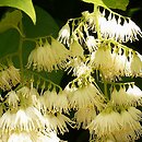 Pterostyrax (styrakowiec)