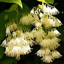 Pterostyrax hispida (styrakowiec japoński)