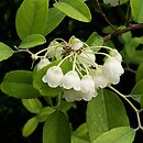 Zenobia pulverulenta (zenobia śniada)